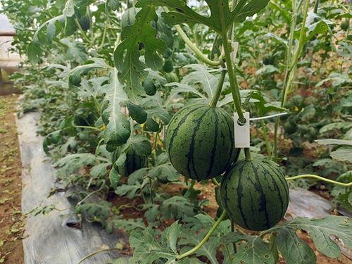 五一黑料今日吃瓜必看,今日吃瓜必看，揭秘娱乐圈幕后真相