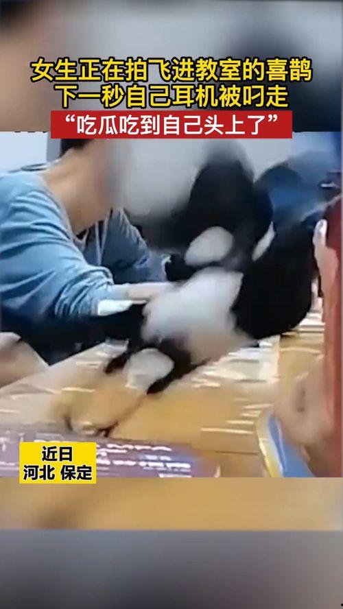 近期热门吃瓜女生被打,网络暴力下的反思与警示