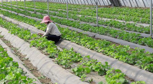 杏花营农场瓜今日价格,今日价格行情一览”