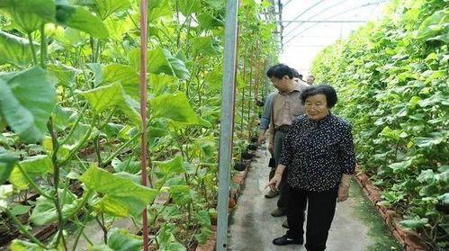 吃瓜爆料小红花是真的吗,小红花真假之谜，真相即将揭晓！