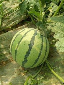 夏邑西瓜今日价次瓜