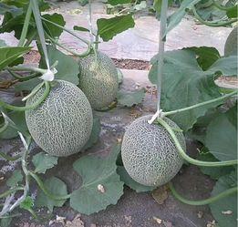 今日哈密瓜的行情,今日市场亮点纷呈