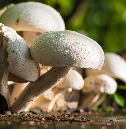 蘑菇视频吃瓜黑料,吃瓜黑料背后的真相大起底