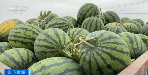 呼和浩特今日瓜价行情,今日瓜价行情一览”