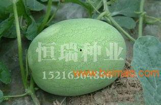 郴州今日瓜批发价,新鲜上市，价格亲民，市民抢购热潮来袭”