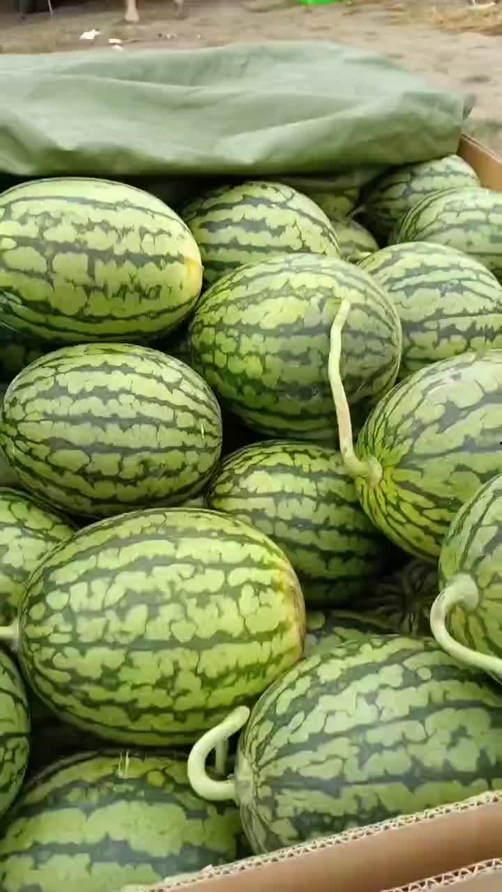 二瓜今日价格行情,价格波动解析与市场趋势洞察”