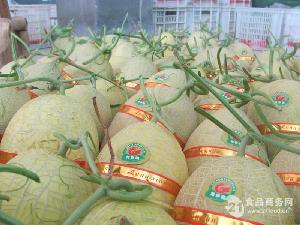 黄金哈密瓜今日价格