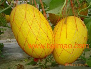 黄金哈密瓜今日价格