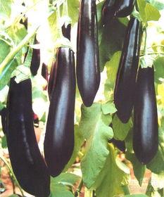 孕早期可以吃黑茄瓜吗,黑茄瓜的适宜食用与注意事项