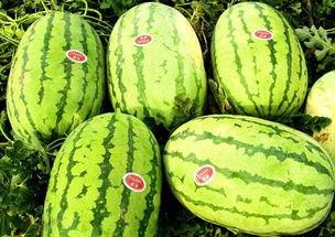 如何找到热门大瓜,如何轻松追踪网络热点事件