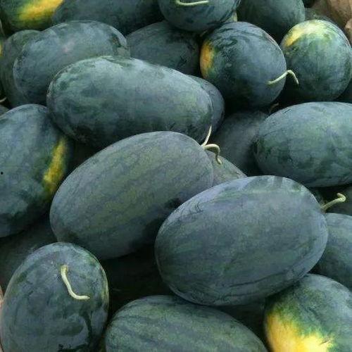 户外黑哥吃哈密瓜,户外黑哥畅享夏日哈密瓜盛宴